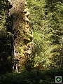 thn_NZ leden-unor 2006 258.jpg